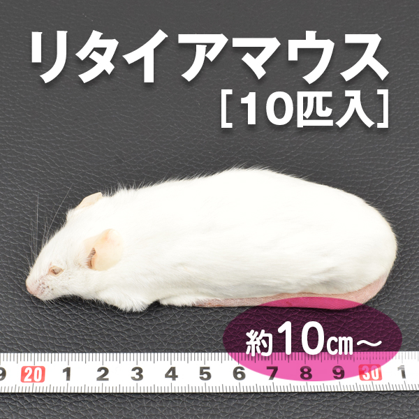 ストレッチドビー ストレスフリー飼育 冷凍リタイアマウス １０cm? 200匹クール便 通販