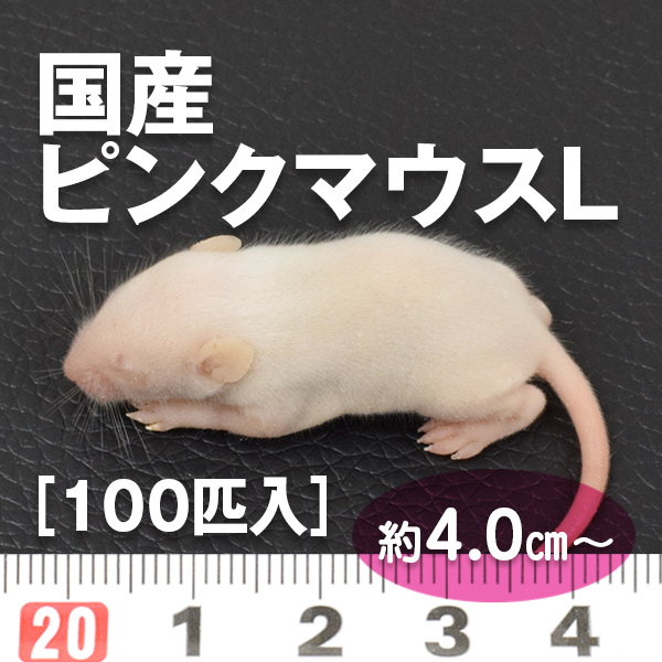 国内産冷凍マウス / PETMAP