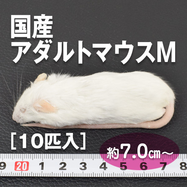 国内産冷凍マウス / PETMAP