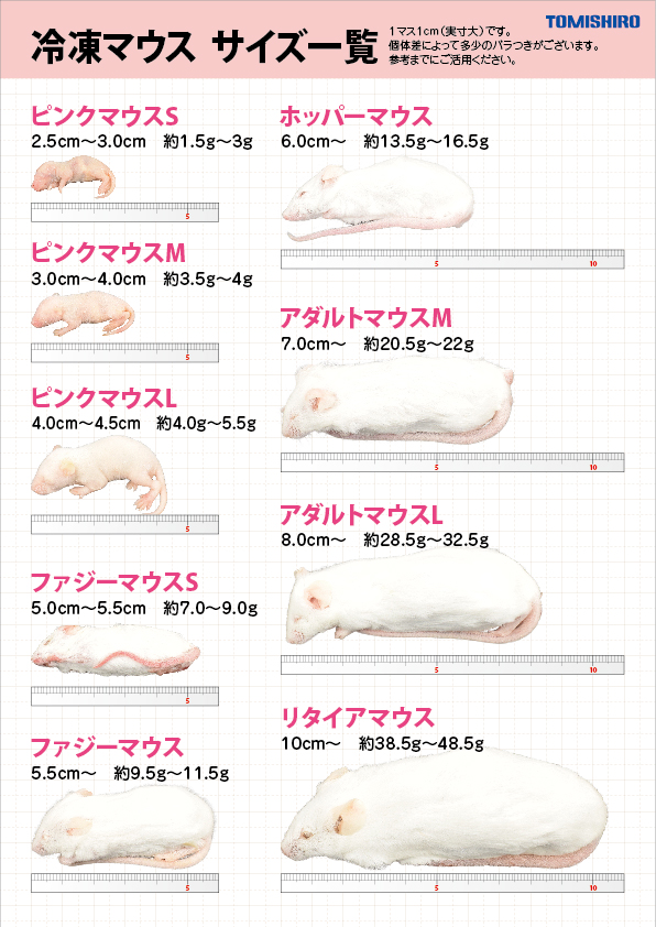 冷凍ラット、冷凍マウス - 爬虫類/両生類用品